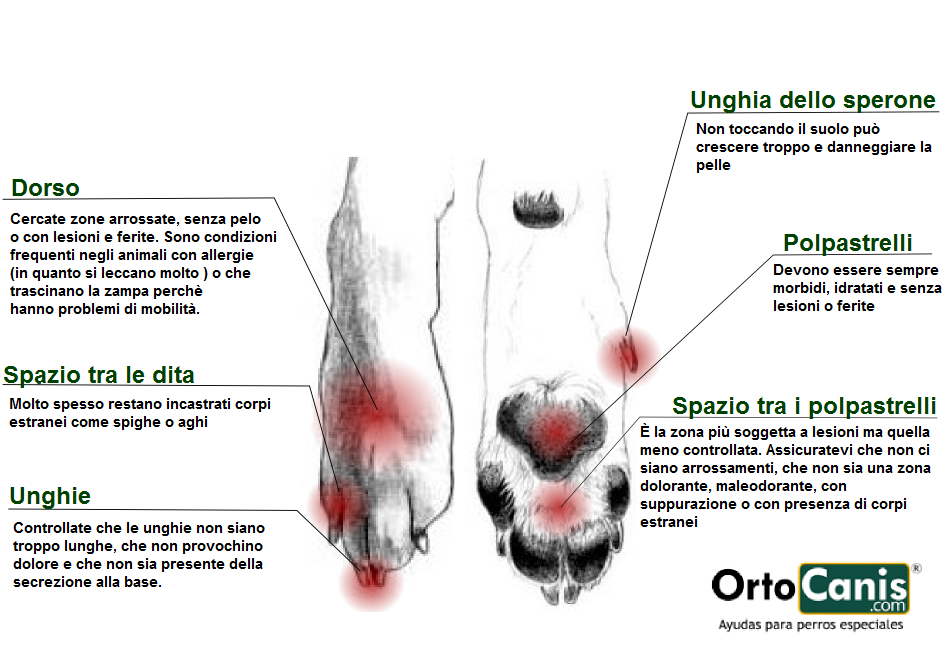 La cura delle zampe dei cani